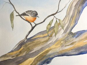 Read more about the article Mt Baw Baw Flame Robin