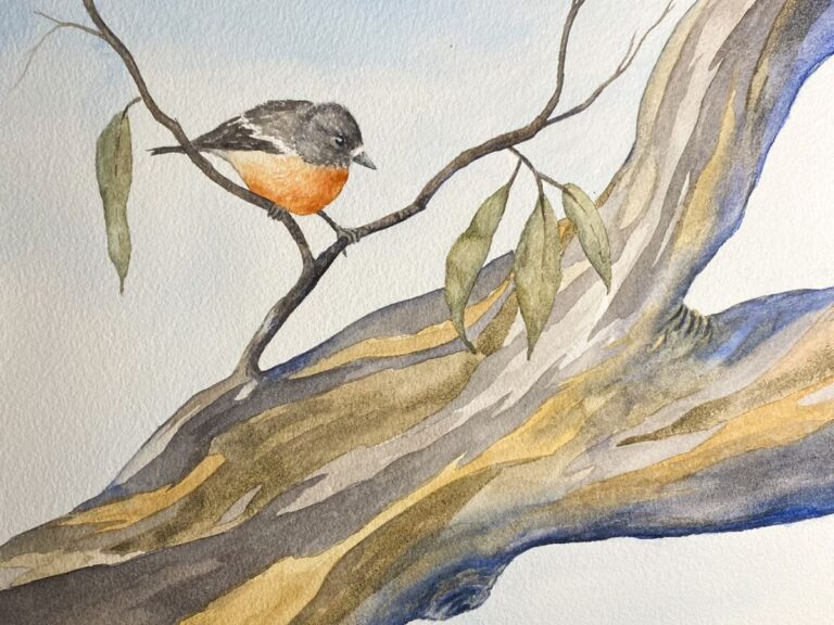 Read more about the article Mt Baw Baw Flame Robin