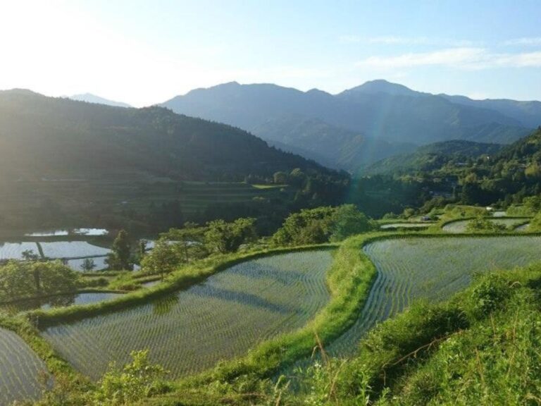 Read more about the article Japanese Rice Paddy Art