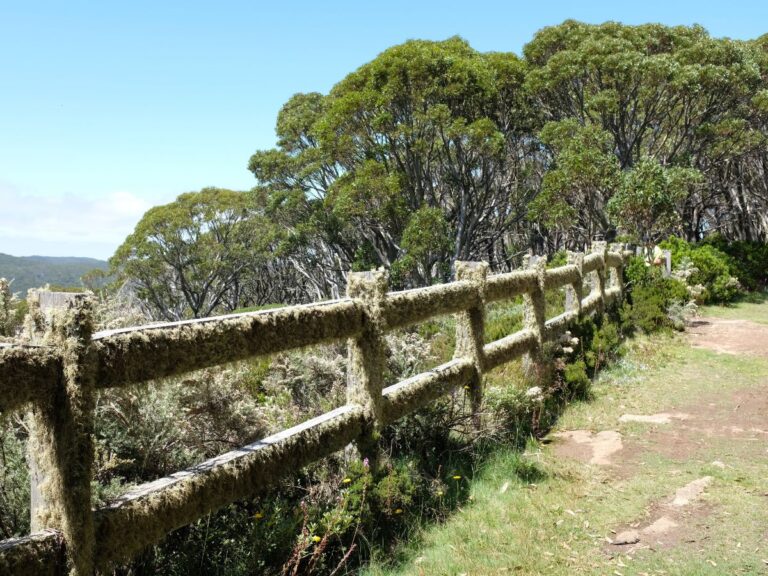Read more about the article Mueller’s Lookout Mt Baw Baw